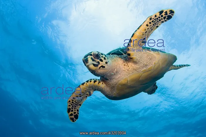 : An endangered Hawksbill Turtle (Eretmochelys imbricata) : An endangered Hawksbill Turtle (Eretmochelys imbricata)