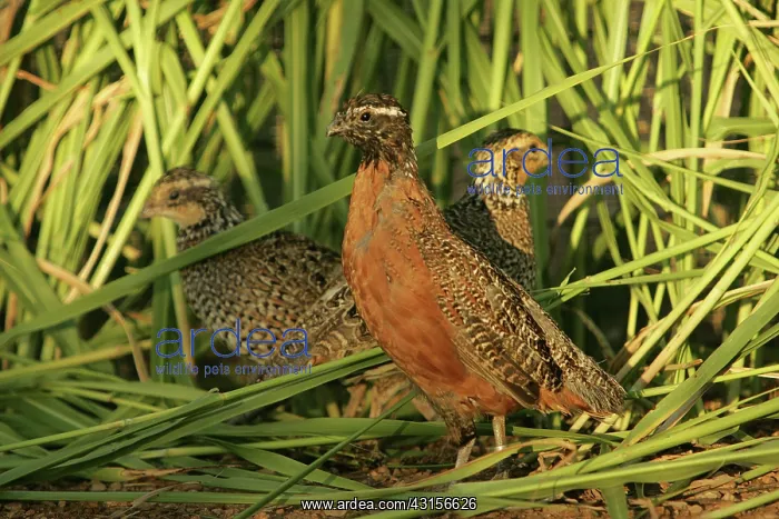 : Endangered Masked Bobwhites : Endangered Masked Bobwhites