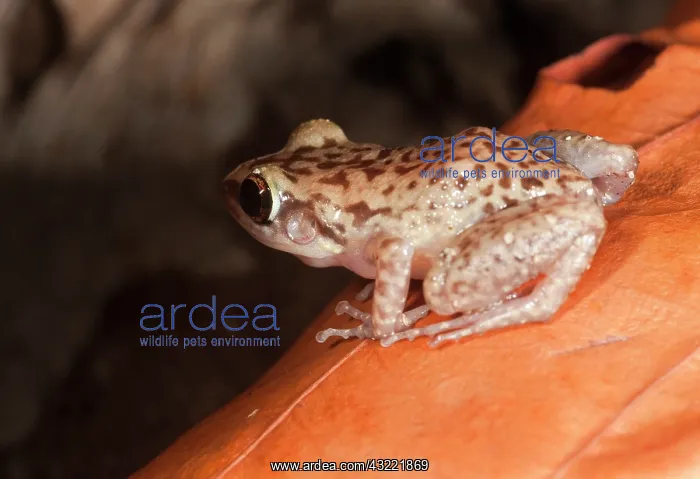 : Endangered Mona Island Coqui, Electherodactylus : Endangered Mona Island Coqui, Electherodactylus