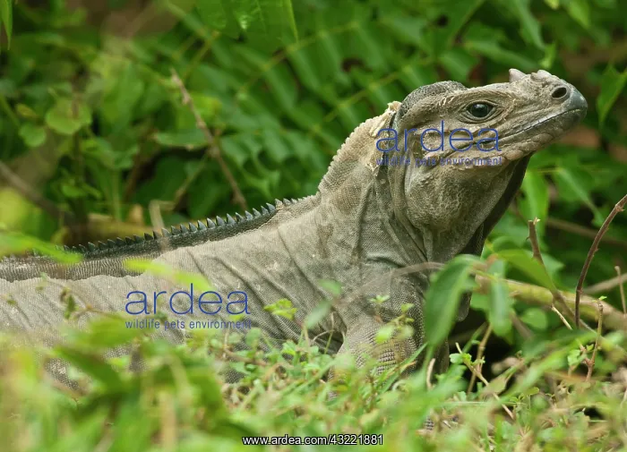 : Endangered Mona Island ground Iguana (Cyclura : Endangered Mona Island ground Iguana (Cyclura