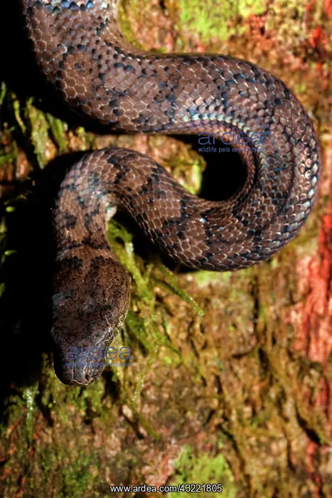 : Endangered Puerto Rican Boa, (Epicrates : Endangered Puerto Rican Boa, (Epicrates