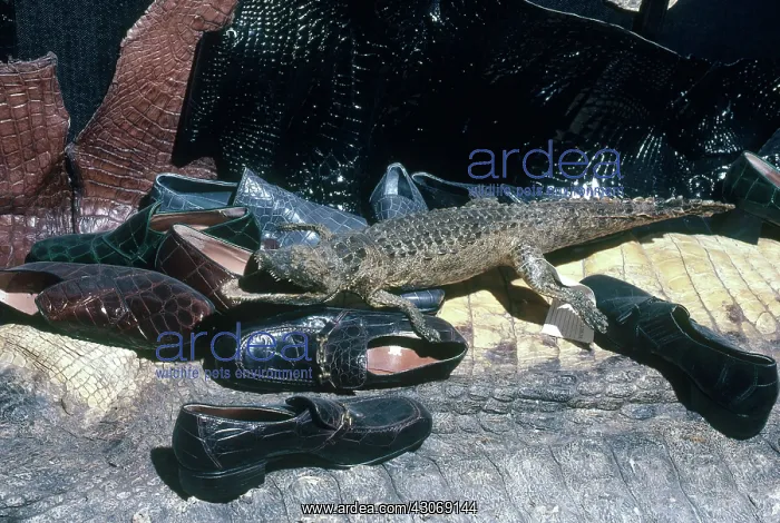 : Endangered Reptile Products : Endangered Reptile Products