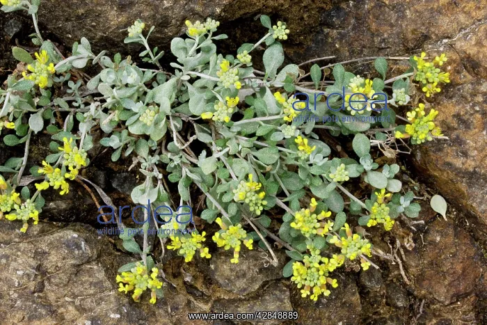 : An endemic Alison, Alyssum akamassicum, on the : An endemic Alison, Alyssum akamassicum, on the