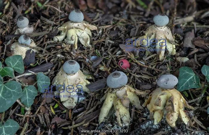 : An endemic Earthstar fungus, Geastrum britannicu : An endemic Earthstar fungus, Geastrum britannicu