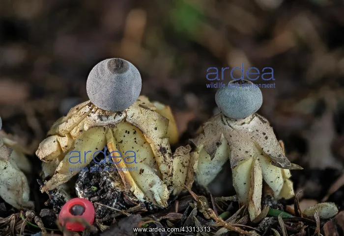 : An endemic Earthstar fungus, Geastrum britannicu : An endemic Earthstar fungus, Geastrum britannicu
