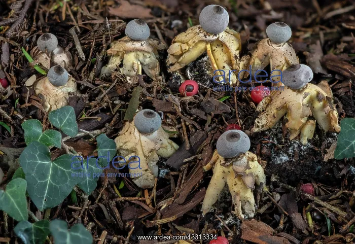 : An endemic Earthstar fungus, Geastrum britannicu : An endemic Earthstar fungus, Geastrum britannicu