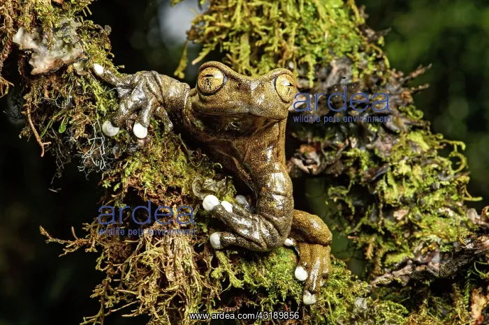 : Endemic neotropical frog Tapichalaca Torrenteer : Endemic neotropical frog Tapichalaca Torrenteer