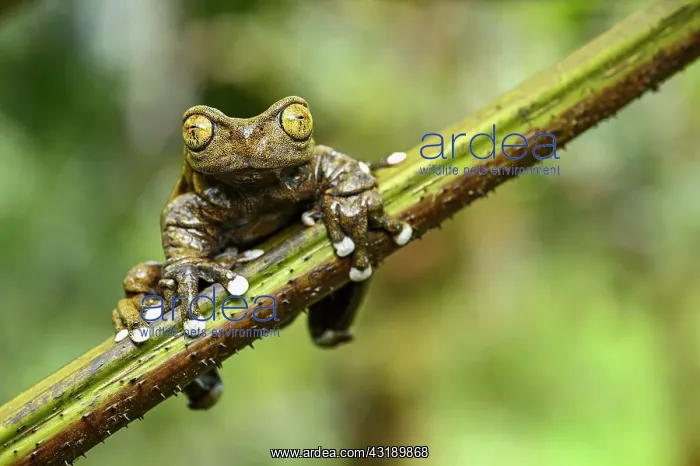 : Endemic neotropical frog Tapichalaca Torrenteer : Endemic neotropical frog Tapichalaca Torrenteer
