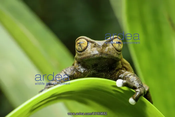 : Endemic neotropical frog Tapichalaca Torrenteer : Endemic neotropical frog Tapichalaca Torrenteer