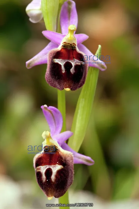 : An Endemic Orchid - in flower : An Endemic Orchid - in flower