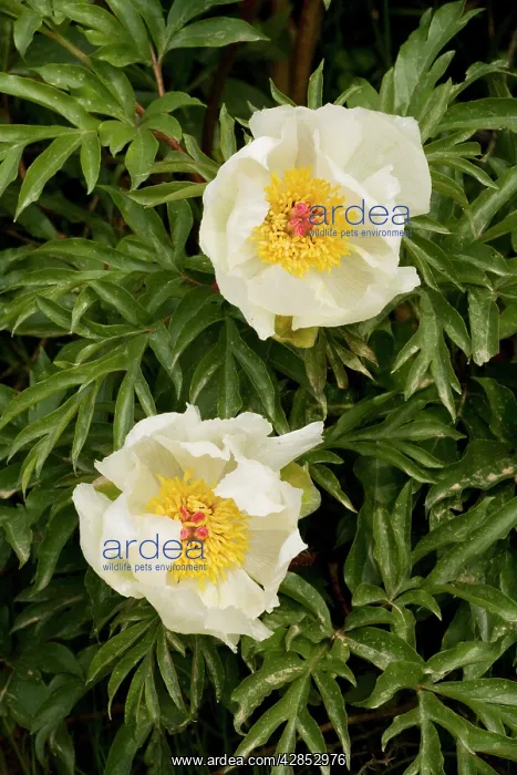 : An endemic paeony : An endemic paeony