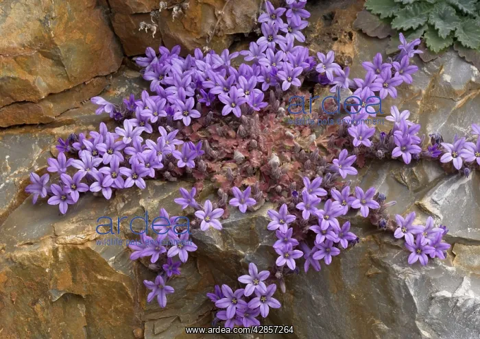 : An endemic Peloponnese rock bellflower : An endemic Peloponnese rock bellflower