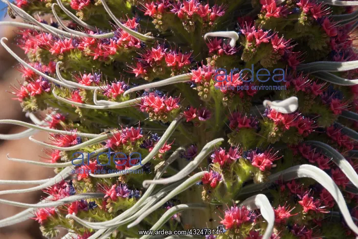 : Endemic plant in bloom (Echium wildpretii) : Endemic plant in bloom (Echium wildpretii)
