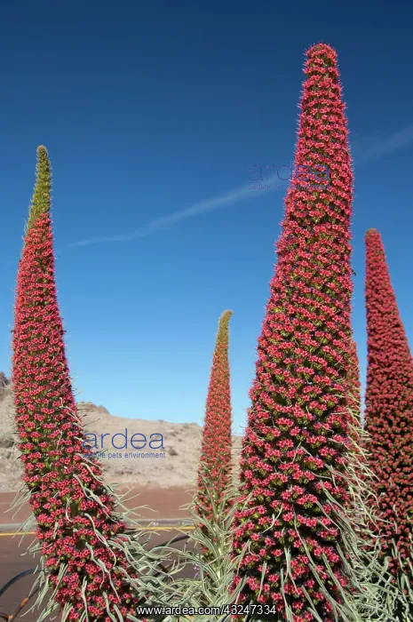 : Endemic plant in bloom, Red bugloss (Echium : Endemic plant in bloom, Red bugloss (Echium