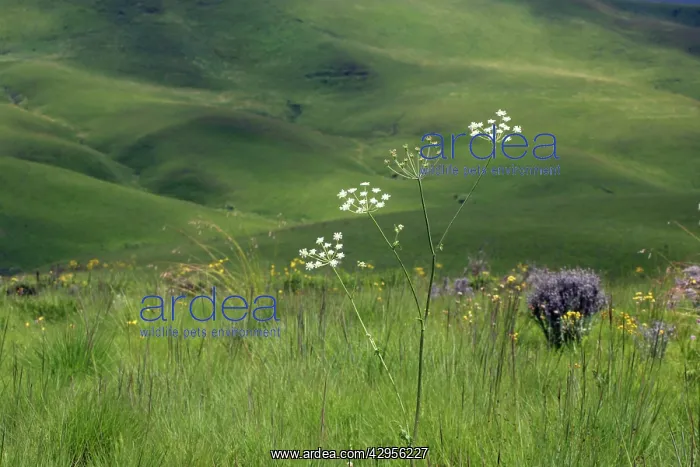 : Endemic Plants - Tanzania : Endemic Plants - Tanzania