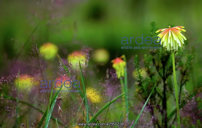 : Endemic Plants - Tanzania : Endemic Plants - Tanzania