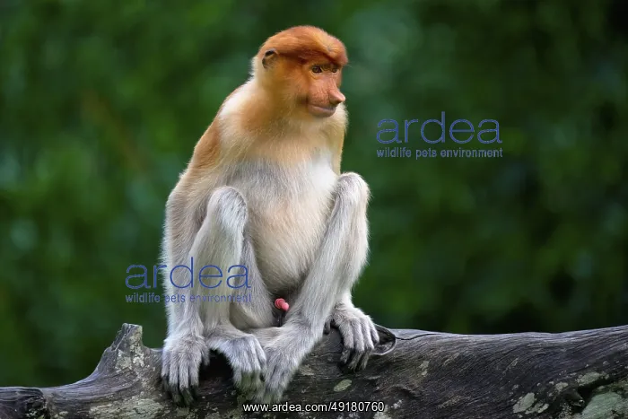 : Endemic Proboscis monkey or Long-nosed monkey (Nasalis larvatus) : Endemic Proboscis monkey or Long-nosed monkey (Nasalis larvatus)