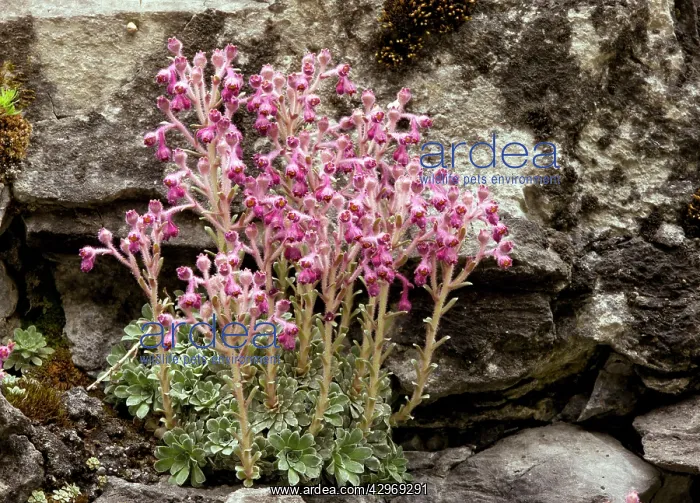 : Endemic Saxifrage - on limestone in the Trigrad gorge : Endemic Saxifrage - on limestone in the Trigrad gorge