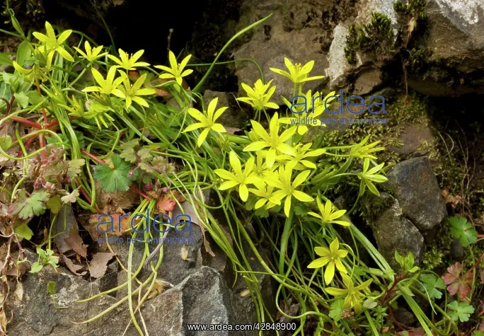 : An endemic Star-of-Bethlehem : An endemic Star-of-Bethlehem