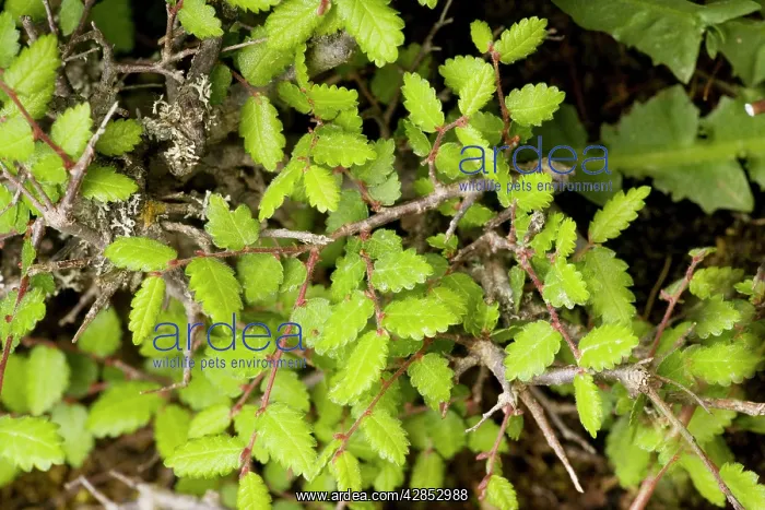 : An endemic tree, member of the elm family : An endemic tree, member of the elm family
