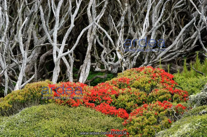  : Enderby Island with flowering Southern Rata forest canopy