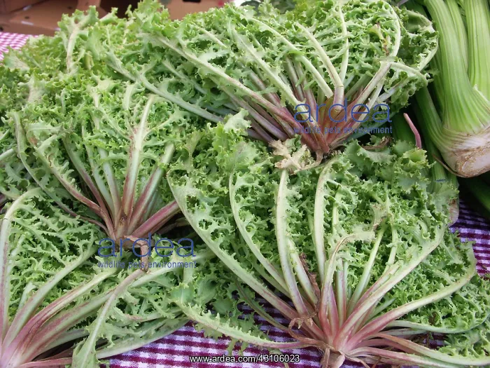 : Endive. Endive (Chicorium endivia) leaves are used in salads : Endive. Endive (Chicorium endivia) leaves are used in salads