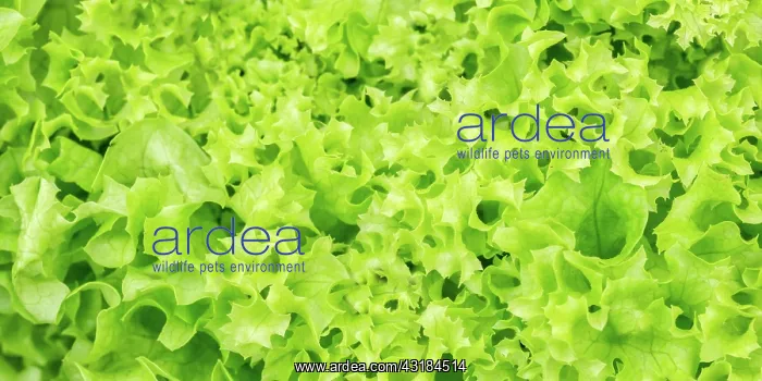 : Endive Lettuce Endive Vegetable Background From : Endive Lettuce Endive Vegetable Background From