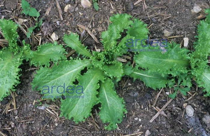 : Endive plants : Endive plants