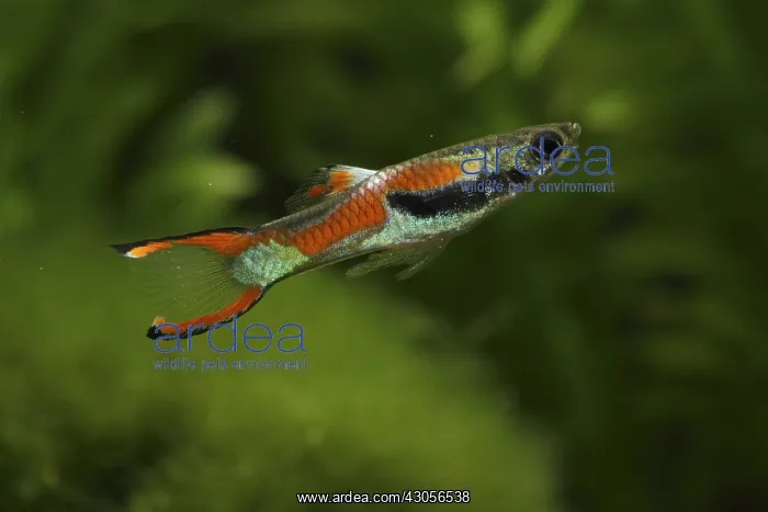 : Endler's Guppy male and aquarium plants : Endler's Guppy male and aquarium plants