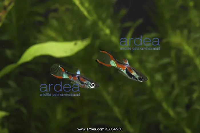 : Endler's Guppy males and aquarium plants : Endler's Guppy males and aquarium plants