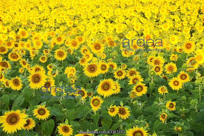 : Endless field of yellow sunflowers : Endless field of yellow sunflowers