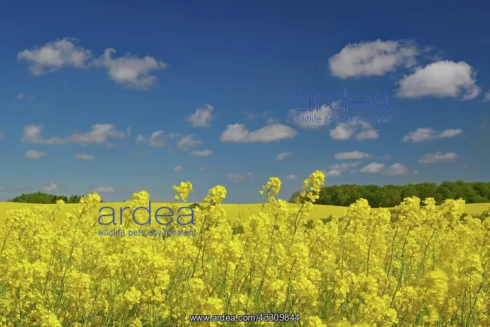 : Endless rape fields and blue sky, spring, May, Funen : Endless rape fields and blue sky, spring, May, Funen