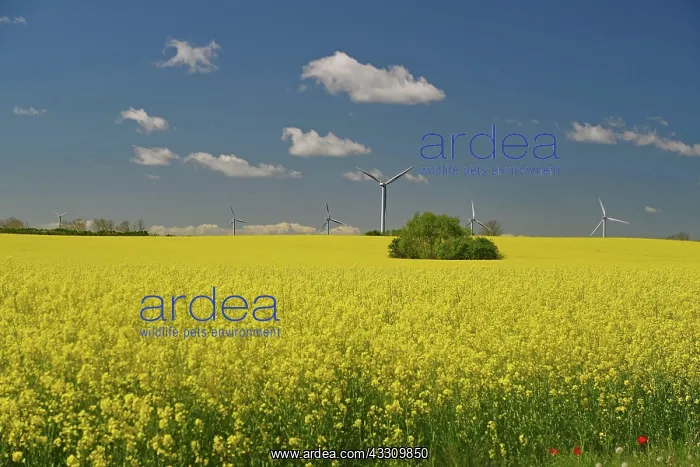 : Endless rape fields, wind turbines and blue sky : Endless rape fields, wind turbines and blue sky