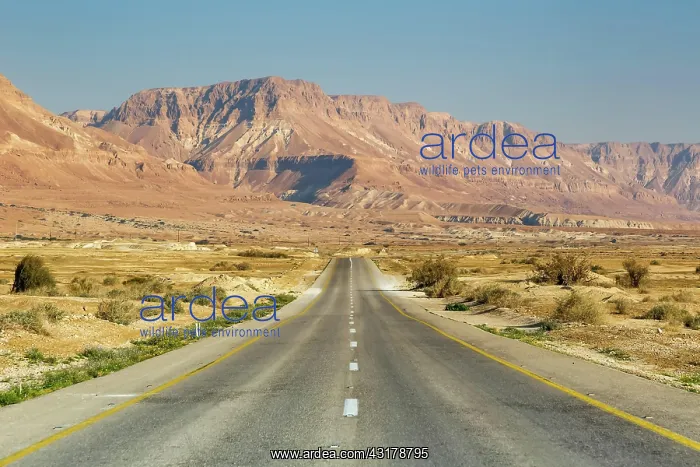 : Endless road driving empty desert landscape boundless : Endless road driving empty desert landscape boundless