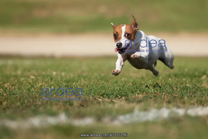 : Energetic jack russell terrier dog runs on the grass : Energetic jack russell terrier dog runs on the grass