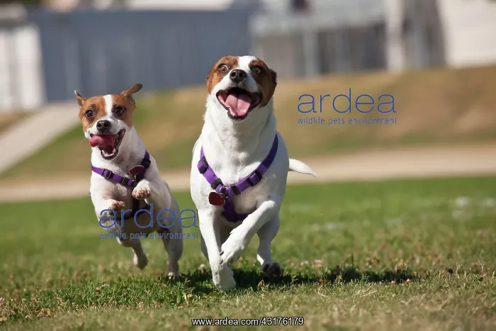 : Energetic jack russell terrier dogs running on the : Energetic jack russell terrier dogs running on the