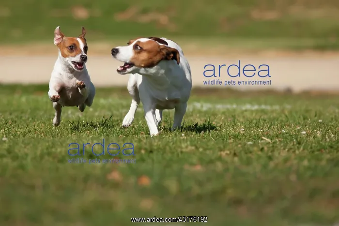 : Energetic jack russell terrier dogs running on the : Energetic jack russell terrier dogs running on the
