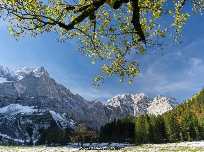 : Eng Valley with the famous sycamore and : Eng Valley with the famous sycamore and