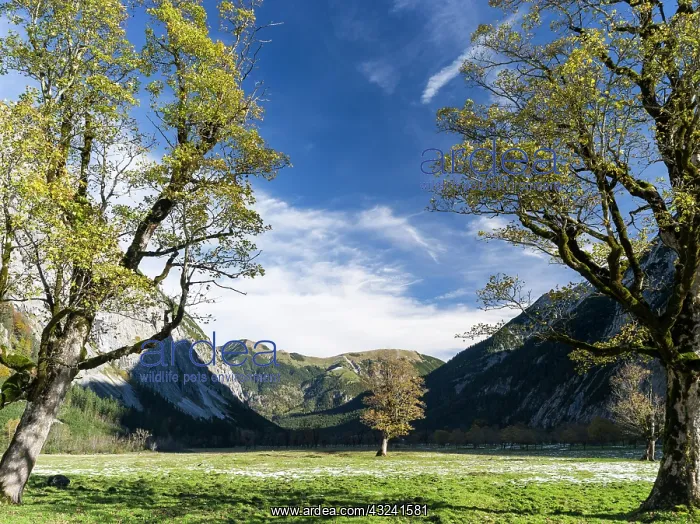 : Eng Valley with the famous sycamore and : Eng Valley with the famous sycamore and