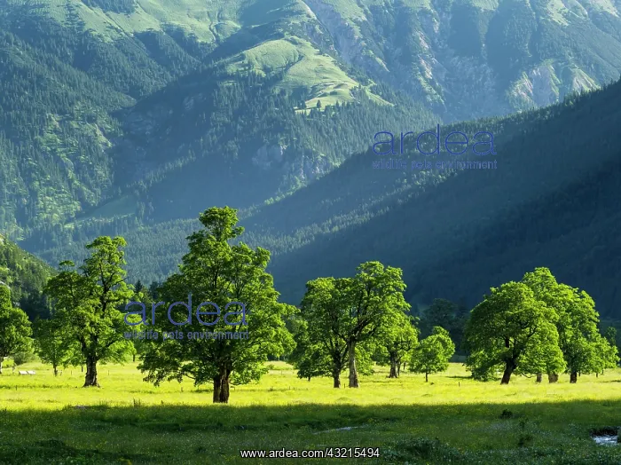 : Eng Valley, Karwendel mountain range, Austria : Eng Valley, Karwendel mountain range, Austria