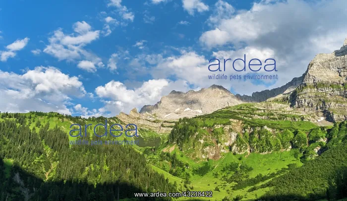: Eng Valley, Karwendel mountain range, Austria : Eng Valley, Karwendel mountain range, Austria