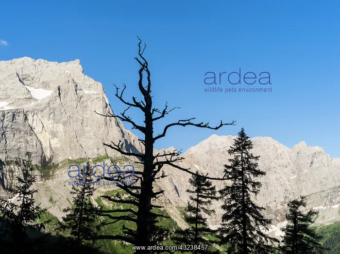 : Eng Valley, Karwendel mountain range, Austria : Eng Valley, Karwendel mountain range, Austria