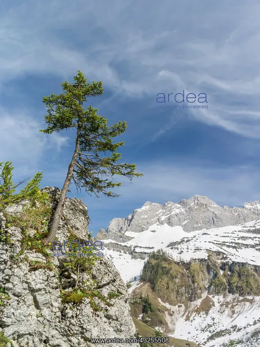 : Eng Valley, Karwendel mountain range, Austria : Eng Valley, Karwendel mountain range, Austria