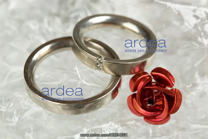 : Engagement rings, wedding rings : Engagement rings, wedding rings