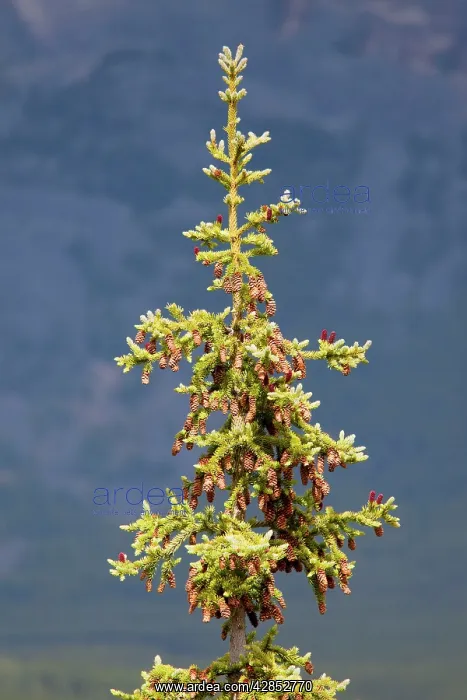 : Engelmann Spruce - with mature cones : Engelmann Spruce - with mature cones