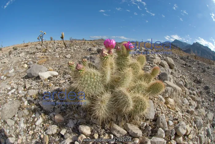 : Engelmann's hedgehog cacti : Engelmann's hedgehog cacti