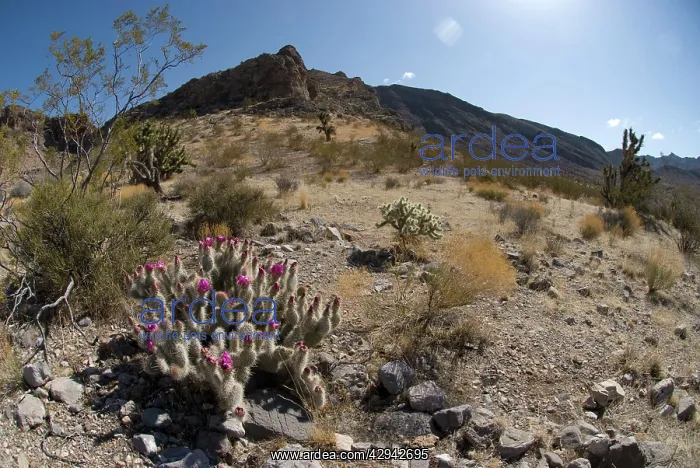 : Engelmann's hedgehog cacti, with joshua tree and : Engelmann's hedgehog cacti, with joshua tree and