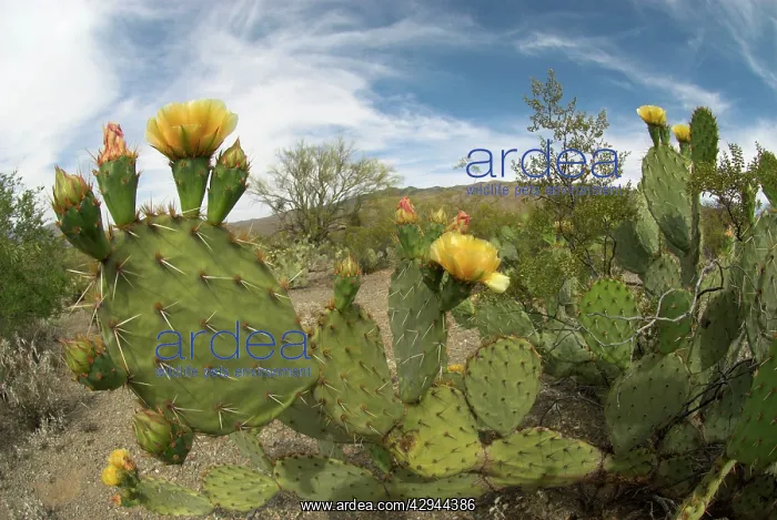 : Engelmann's Prickly Pear Cacti - with flowers : Engelmann's Prickly Pear Cacti - with flowers
