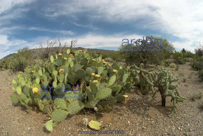 : Engelmann's Prickly Pear Cacti - Whole plant showing flowers : Engelmann's Prickly Pear Cacti - Whole plant showing flowers