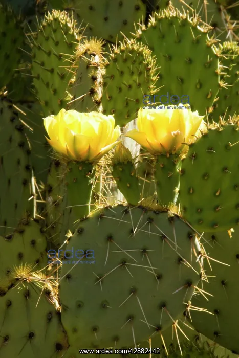 : Engelmann's Prickly Pear - The flowers of this : Engelmann's Prickly Pear - The flowers of this